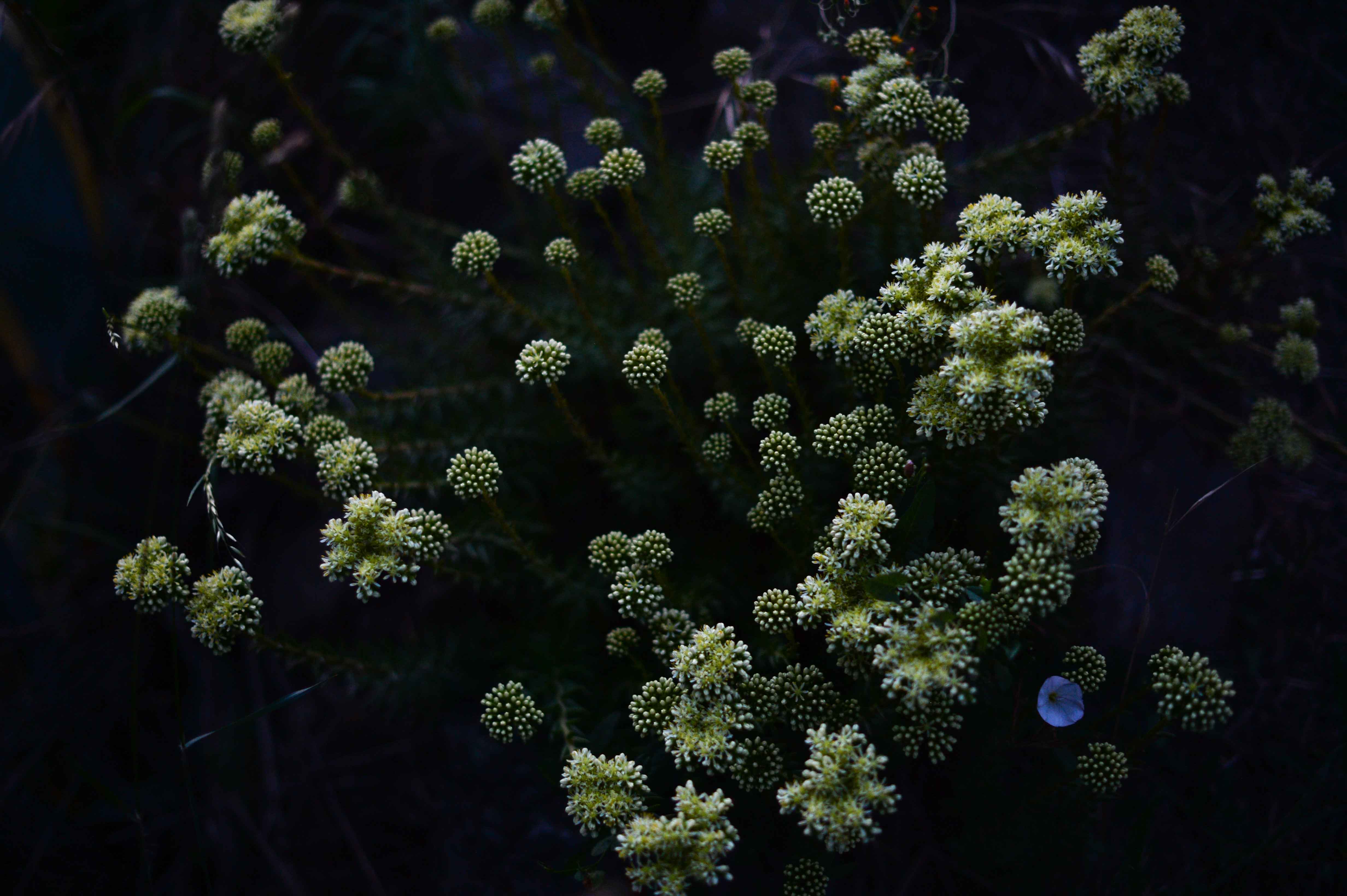 Le jardin fleur nuit/photos/03.jpg